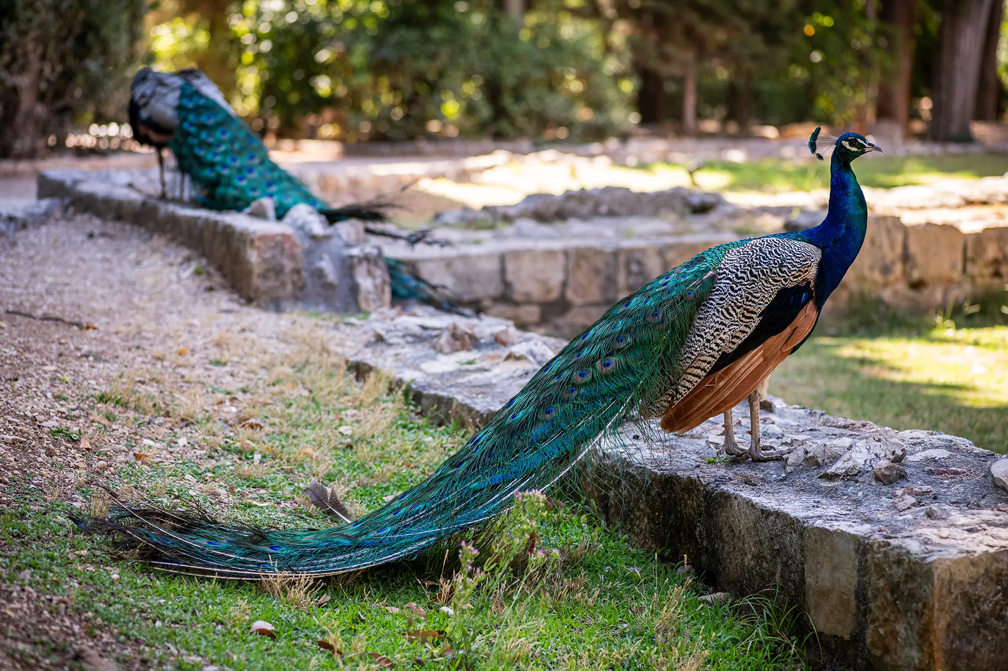 Životinjski svijet