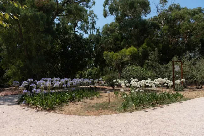 Lokrum botanicki-vrt