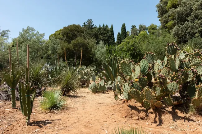 Lokrum botanicki-vrt