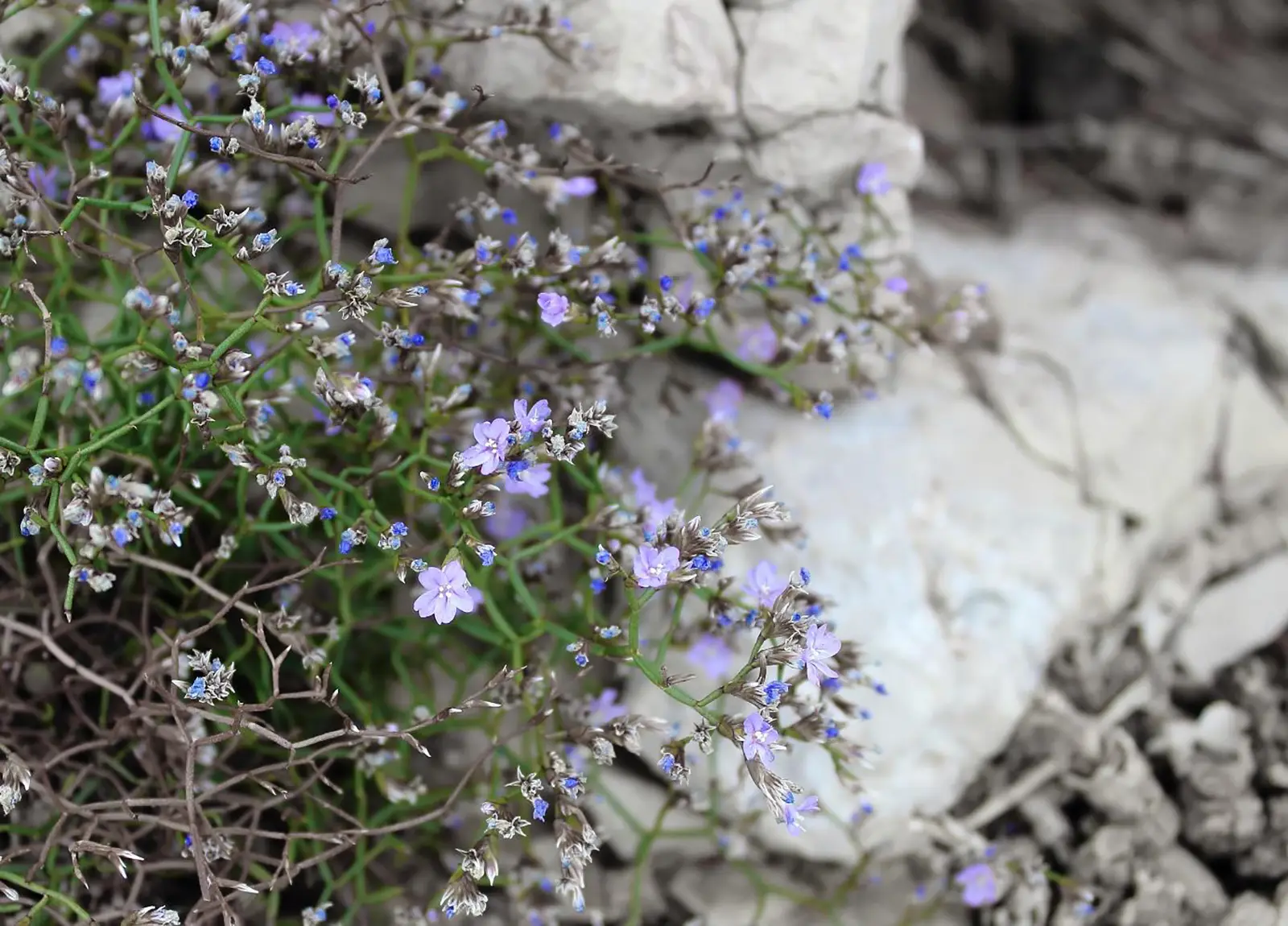 STIJENE I STRMCI (KLIFOVI) MEDITERANSKIH OBALA OBRASLI ENDEMIČNIM VRSTAMA <i>Limonium spp.</i>