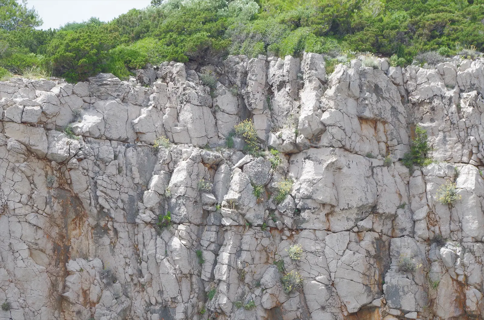 KARBONTNE STIJENE S HAZMOFITSKOM VEGETACIJOM