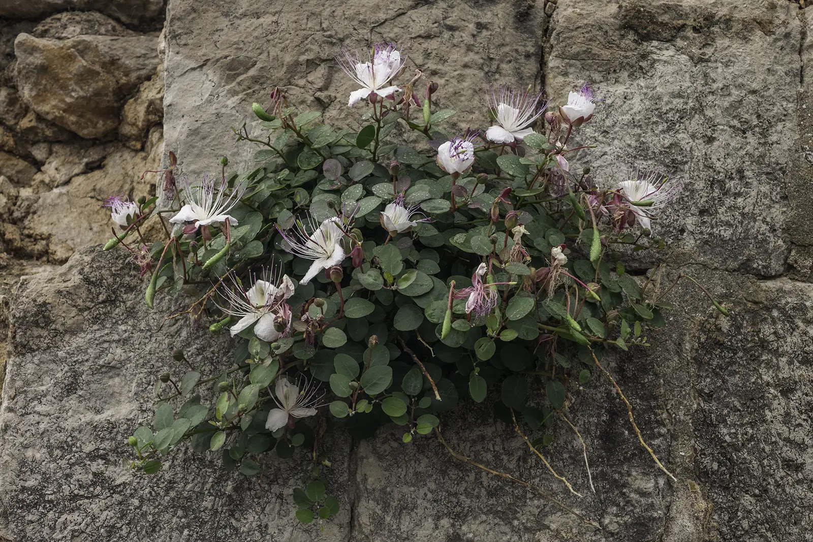 EUMEDITERANSKI TRAVNJACI (<i>Thero – Brachypodietea</i>)