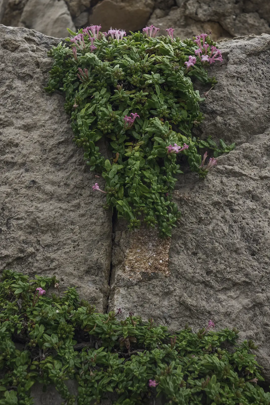 EUMEDITERANSKI TRAVNJACI (<i>Thero – Brachypodietea</i>)